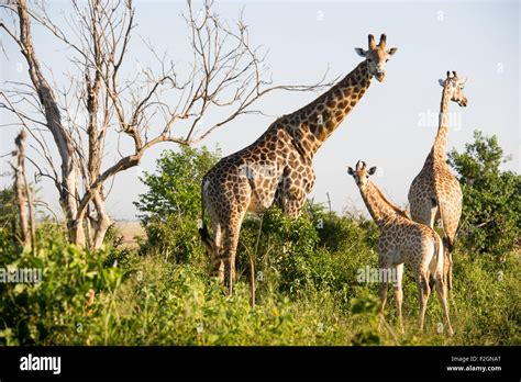 Una Familia De La Jirafa Giraffa Camelopardalis En El Medio Silvestre