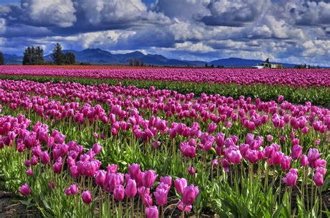Shoreline Area News Photos Tulips In The Skagit Valley