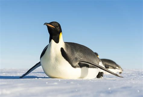 Every Penguin Ranked Which Species Are We Most At Risk