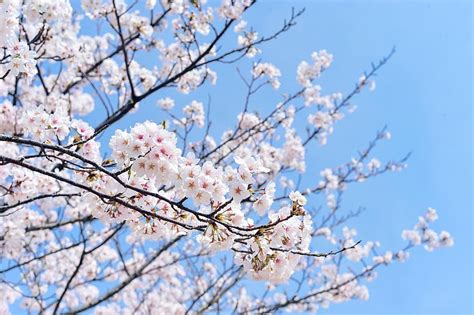 Japan Landscape Spring Plant Blue Sky Cherry Blossoms Flowers
