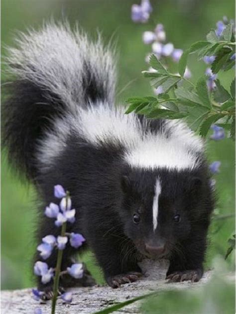 Pin On Baby Skunks