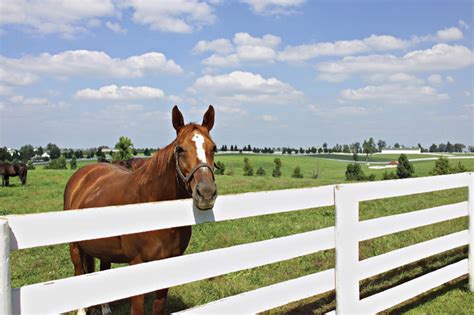Visits Kentucky Bluegrass Country Kentucky Horse Farms Horse Farms