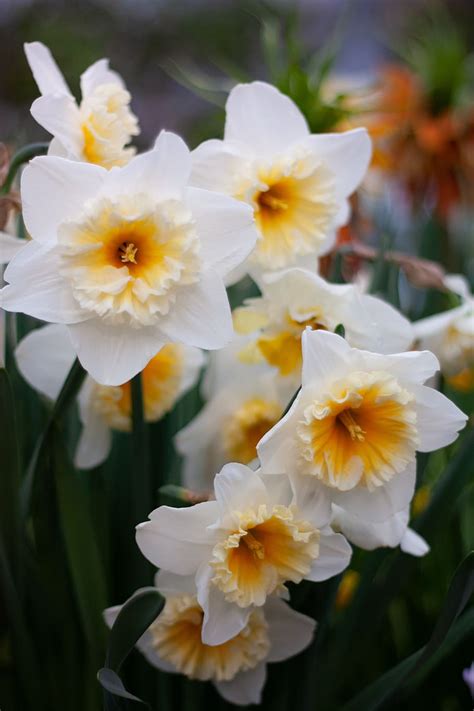 Narcissus Flower Hd Wallpaper Best Flower Site
