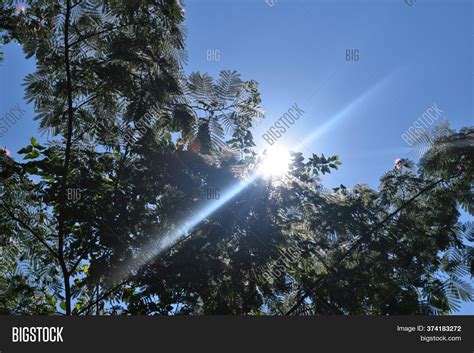 Late Morning Sun Tree Image And Photo Free Trial Bigstock