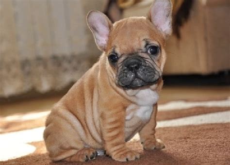 50 Very Cute French Bulldog Puppy Images And Pictures