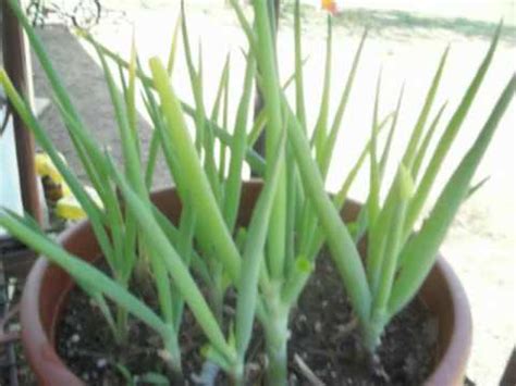 The onion is likely native to southwestern asia but is now grown throughout the world, chiefly in the temperate zones. never ending green onions - YouTube
