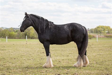 The Largest Horse Breeds In The World • Horsezz