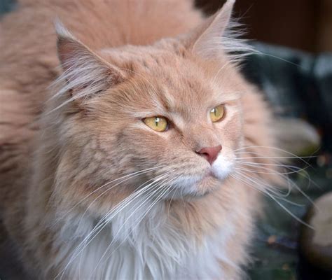 Pin On Beautiful Maine Coon Cats