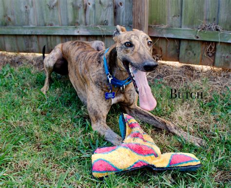 San francisco bay area dog rescue, adopt a dog, foster a dog. Bay Area Greyhound Adoption - Greyhound adoption site