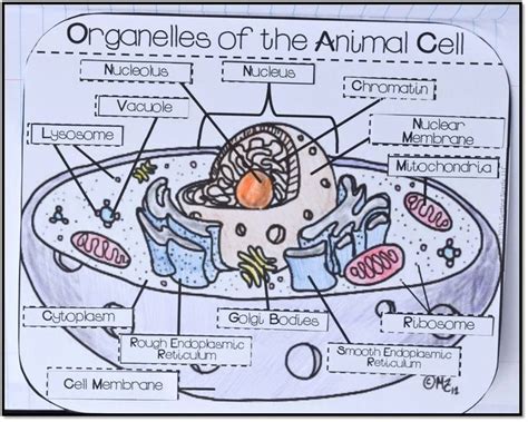 Animal Cell Worksheet Answers Awesome Cell Structure Function