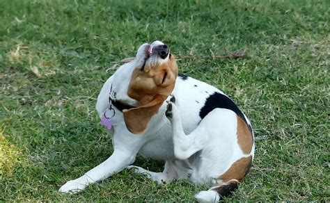 Beagle Scratching Head Canine Campus Dog Daycare And Boarding