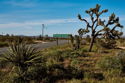 A Joyful Oasis Thrives in the California Desert - The New York Times
