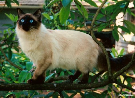 The Fascinating History Of The Balinese Cat