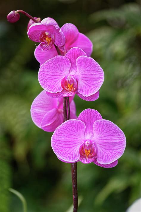 Beautiful Pink Orchid Flower Photograph By Mohamed Abdelrazek Fine Art America