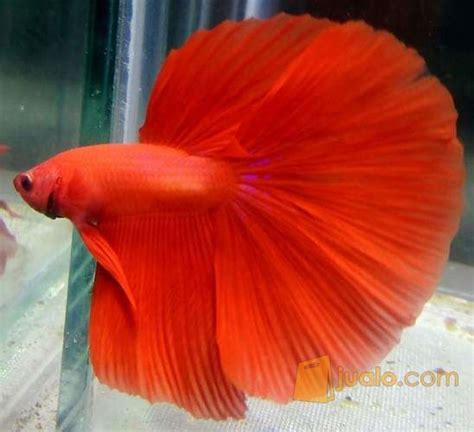 Sebagai informasi jika harga jual ikan kakap merah paling banyak peminatnya dan di konsumsi, karena ikan yang mudah di dapatkan serta harga ikan kakap merah yang tidak. Ikan Cupang Super Red - Hobi Mancing
