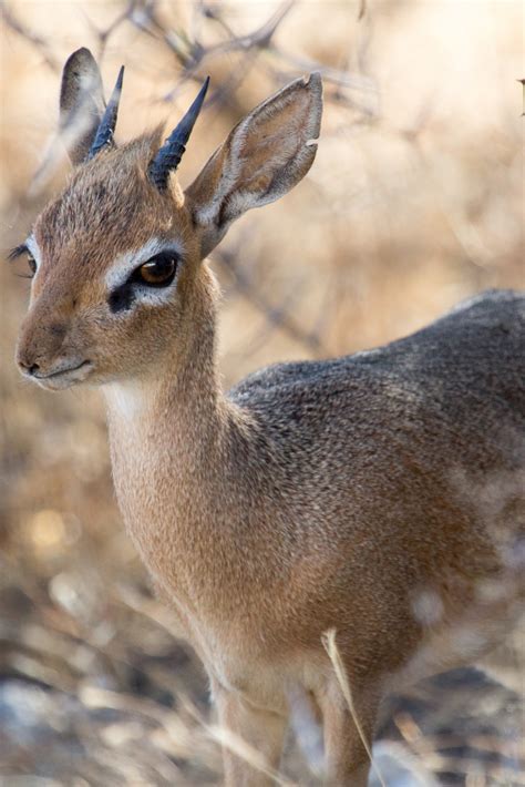 What Is A Dik Dik 11 Fascinating Facts About Africas Cutest Antelope