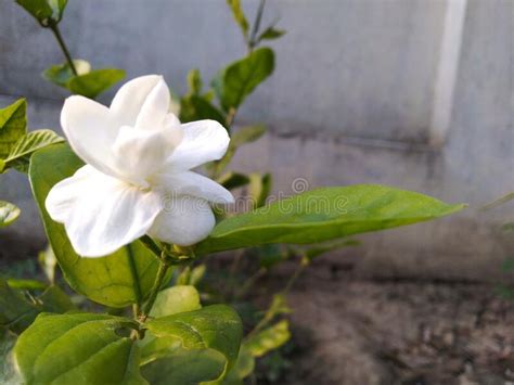 Beautiful White Jasmine Flower And Its Buds In Nature In Botanical