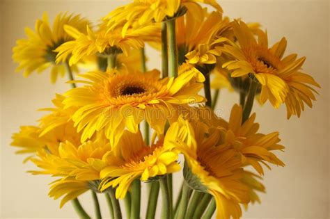 Beautiful Yellow Gerbera Daisy Flowers Stock Photo Image Of Flowers