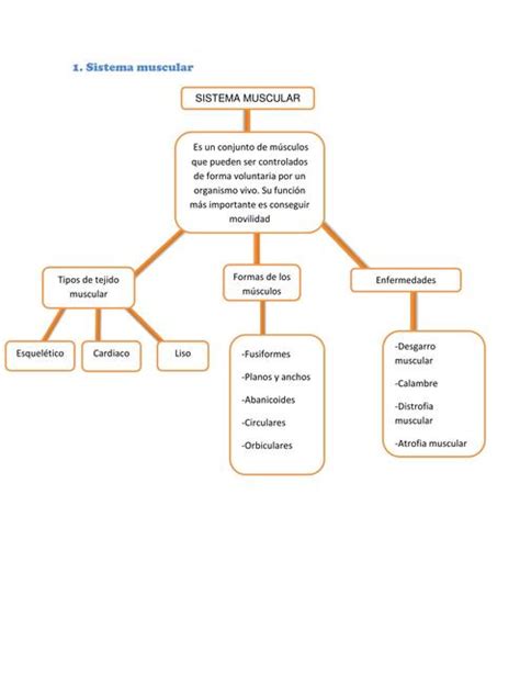 Mapas Conceptualessistema Digestivo Muscular Respiratorio Mapa Porn Sex Picture