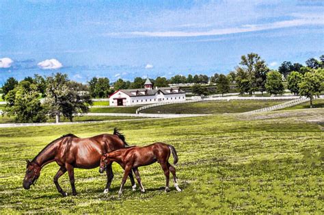 11 Stunning Photos Of Horses In Kentucky