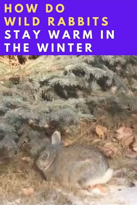 What Do Wild Rabbits Eat Winter Whatodi