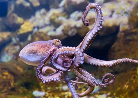 What Do Octopuses Eat Diet And Facts
