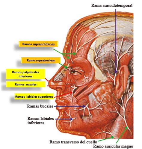 Nervio Infraorbitario Con Sus Ramos Nervios Palpebrales Inferiores