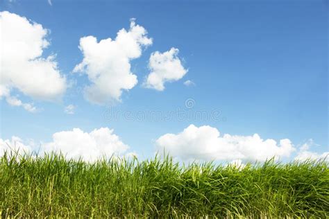 Close Up Green Fields And Bright Blue Skies With White Clouds Stock