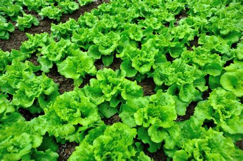 Visit us in united states today. List of Acid-Loving Vegetable Plants | eHow