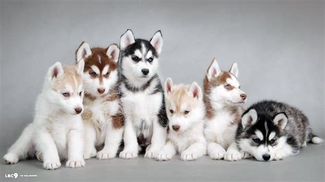 Siberian Husky Dog Breed History And Some Interesting Facts