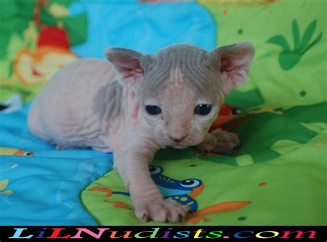 Bambino And Sphynx Hairless And Dwarf Cats And Kittens Bambino Cat