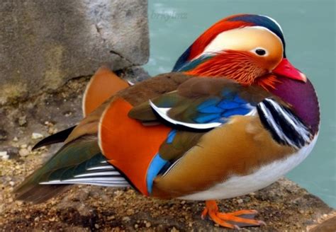 Mandarin Duck Facts You Need To Know