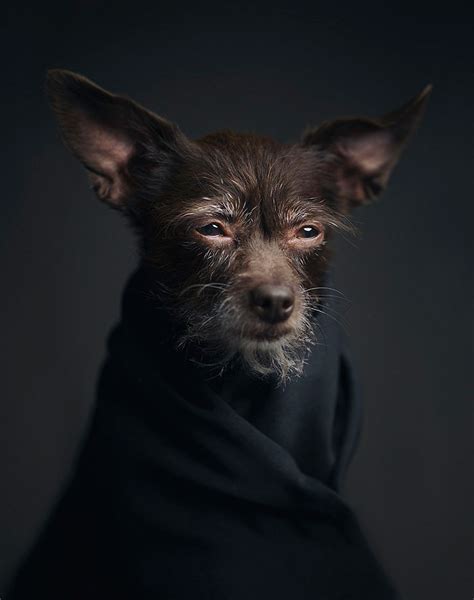 Expressive Animal Portraits Reveal Their Strong Human Emotions