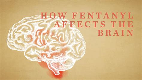 how fentanyl affects the brain