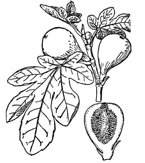 Fig Tree Parable Coloring Page Coloring Pages