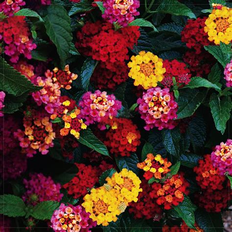 The lantana plant is a bright, colorful floral shrub that grows best in warm, sunny climates. US$ 1.38 - BELLFARM Lantana Camara Perennial Bonsai ...