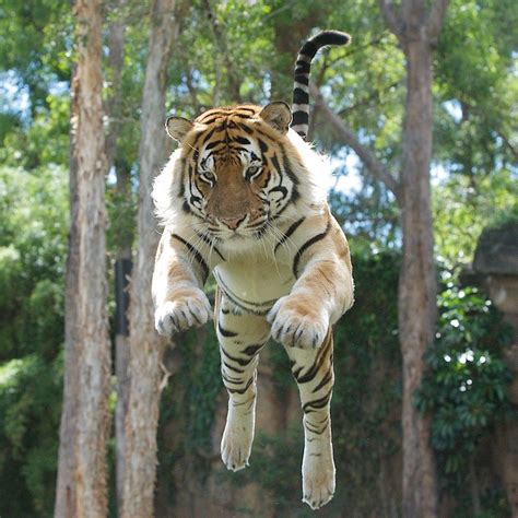 Tiger Leaping Forward