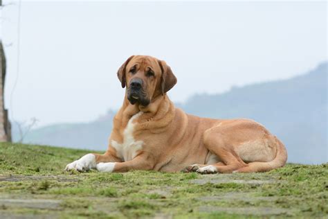 Broholmer Origini Prezzo Caratteristiche E Allevamenti Il Mio Cane