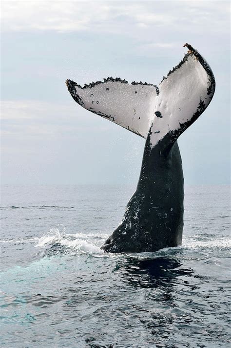 Humpback Whale Tail Photograph By Christopher Swannscience Photo