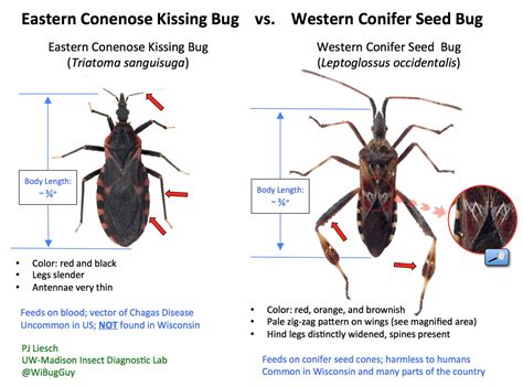 Midwest Kissing Bug Look Alike Western Conifer Seed Bug