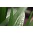 Dew Drops Pictures Leaves  HD Desktop Wallpapers 4k