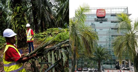 The company also processes and sells rubber and sugarcane; Sime Darby Says Petition On Labour Abuse Was Submitted ...