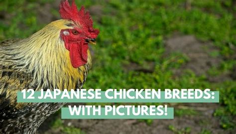 12 Japanese Chicken Breeds With Pictures Eco Peanut