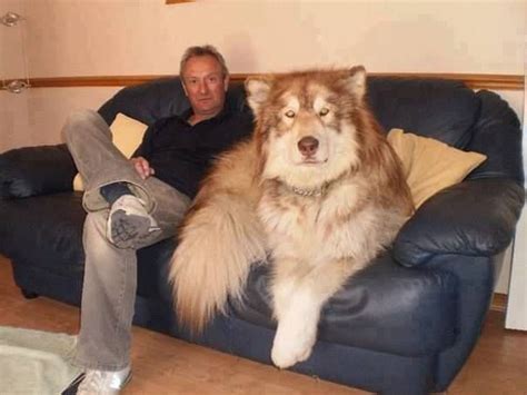 With our big network of breeders and businesses, we try to provide families with as many puppy finder choices as humanly possible. Red giant alaskan malamute - Husky Lovers | Wolf hybrid ...