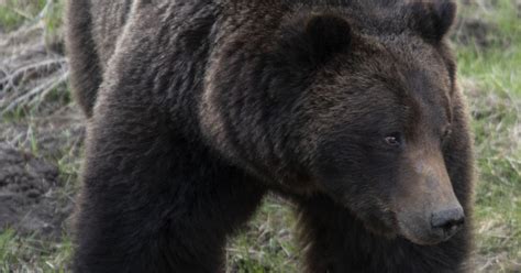 Appeals Court Rules On Yellowstone Grizzlies Bears Keep Protections