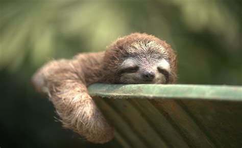 Pin On Sleepy Sloths