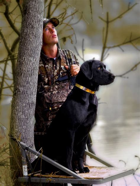 Black Labrador Retriever Hunting Dog Labrador Retriever Labrador