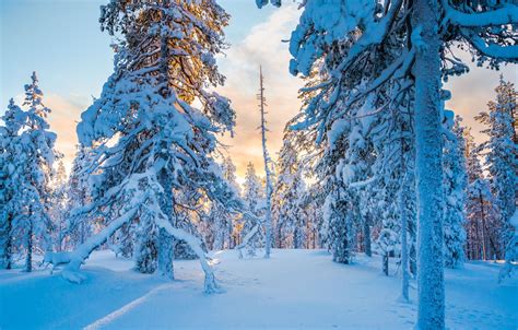 Wallpaper Winter Forest Snow Trees Taiga Finland Finland Lapland