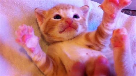 Adorable Kitten Lucky Youtube