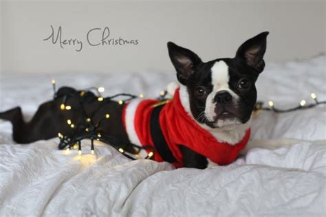 Items Similar To Boston Terrier Christmas Card Cute